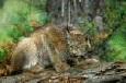 cat12