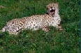 cat14