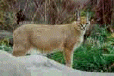 cat8