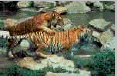 cat15