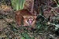 cat1