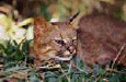 cat2