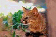 cat3
