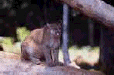 cat7