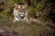 cat9