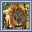Back to Aslan's Index