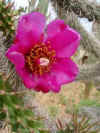 flor_de_cactus.jpg (14493 bytes)