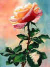 rosa_helena.jpg (13022 bytes)