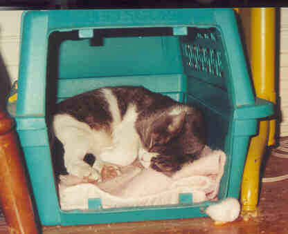 Kelsey sleeping in her carrier!