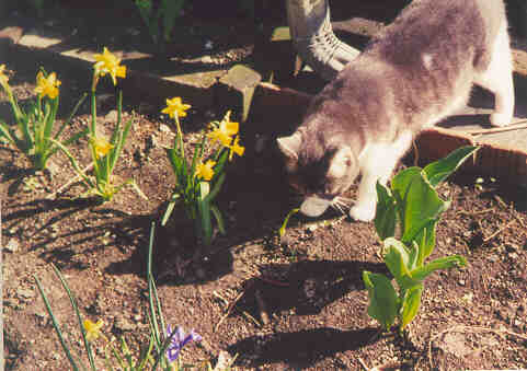 Kelsey in the Spring Garden