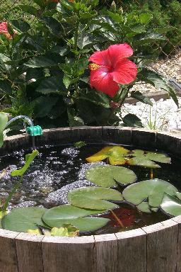 1/2 Barrel Pond '01