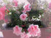 FLOR.jpg (381295 bytes)