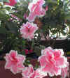 flores.JPG (16355 bytes)