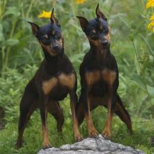 pinscher alemao