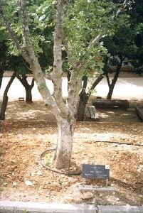 Anger's tree