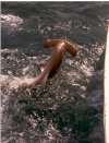 The Hammer head shark that I caught off Miami.