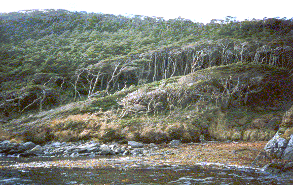 Lengas en Estrecho de Magallanes, Chile 19977