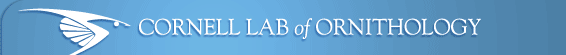 ORNITHOLOGY LAB - CORNELL UNIVERSITY