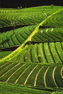 Bali et Java - Indon�sie : voyage "Chemins d'Initi�s", itin�raire "Sourires et Volcans"... - Absolu Voyages.