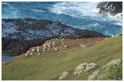philippe island 