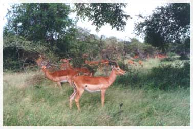 s.africa