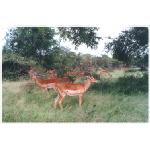 s.africa