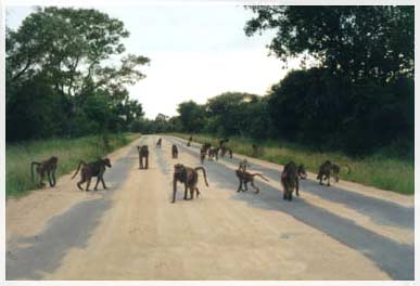s.africa