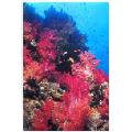 fiji underwater