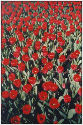 holland 