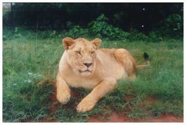 s.africa