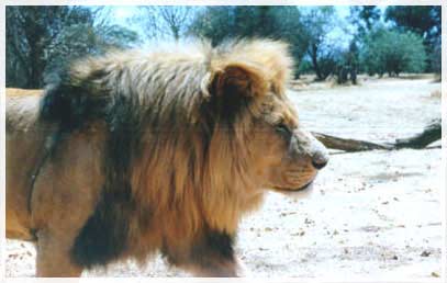 s.africa