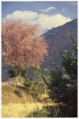 nepal