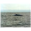 n.z whale watching