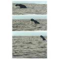 new zealand-whale watching