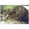 nz-kiwi