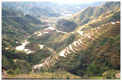 rice terraces 77.1K