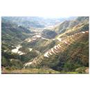 rice terraces