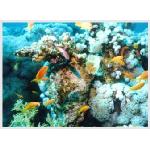 diving