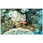 diving