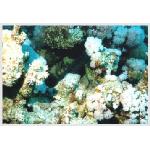 diving