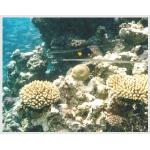diving