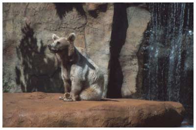 bear