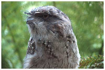 bird,new zealand