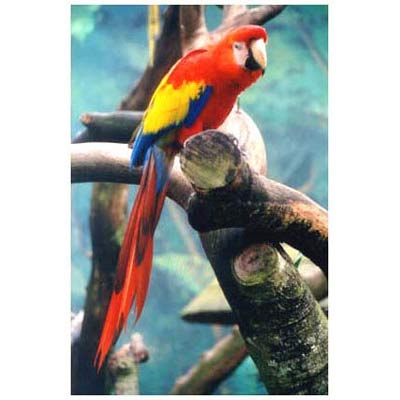 florida parrot jungle