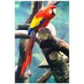 florida parrot jungle