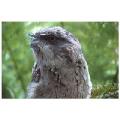 bird,new zealand