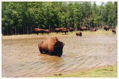 safari in canada