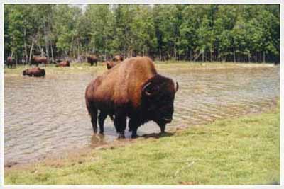 safari in canada