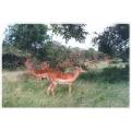 kruger park,south africa