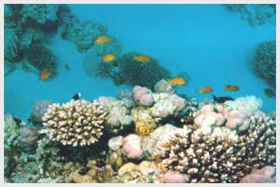 underwater,sinai